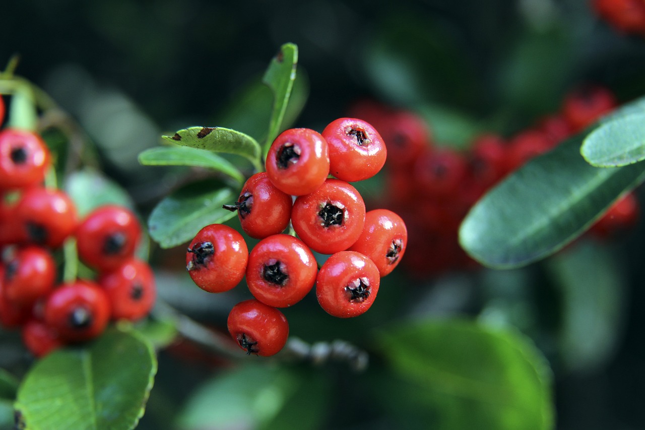 洲足球锦标 洲足球锦标